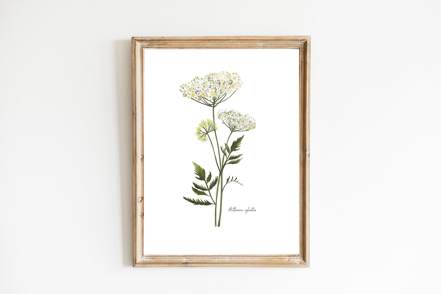 Cow Parsley Flower Art Print - Studio Q - Art by Nicky Quartermaine Scott