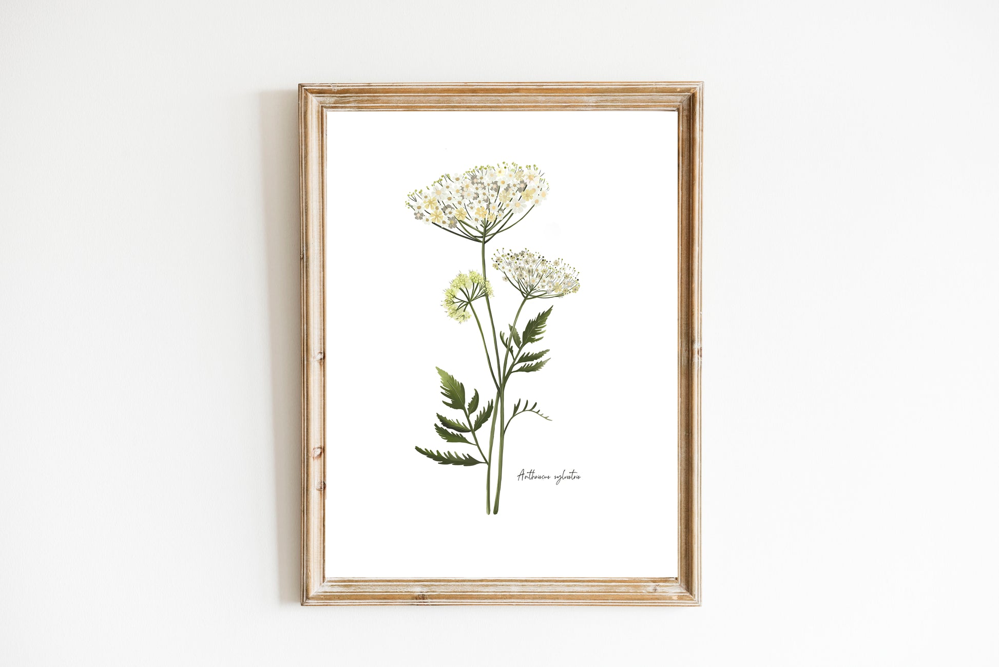 Cow Parsley Flower Art Print - Studio Q - Art by Nicky Quartermaine Scott