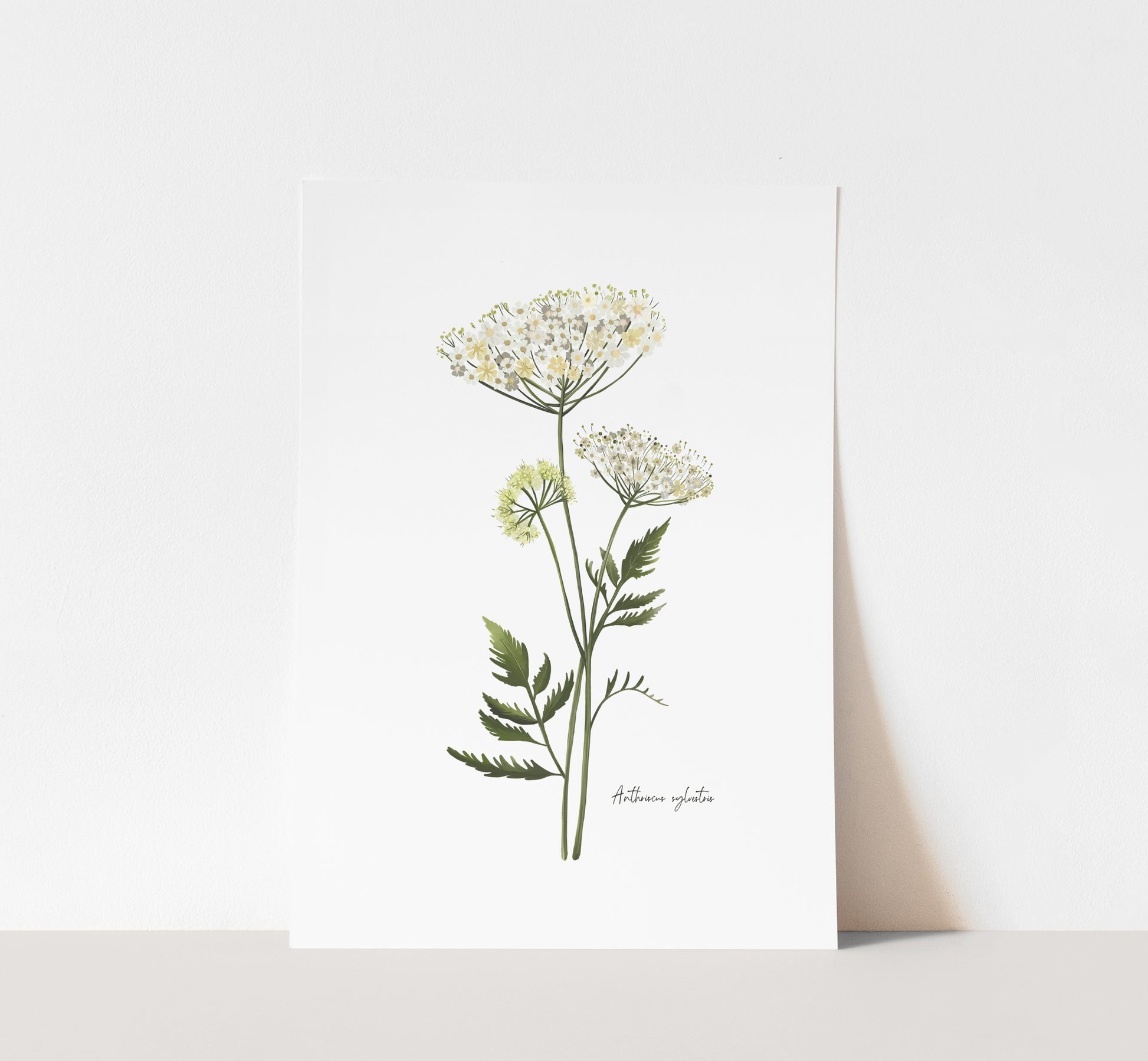 Cow Parsley Flower Art Print - Studio Q - Art by Nicky Quartermaine Scott