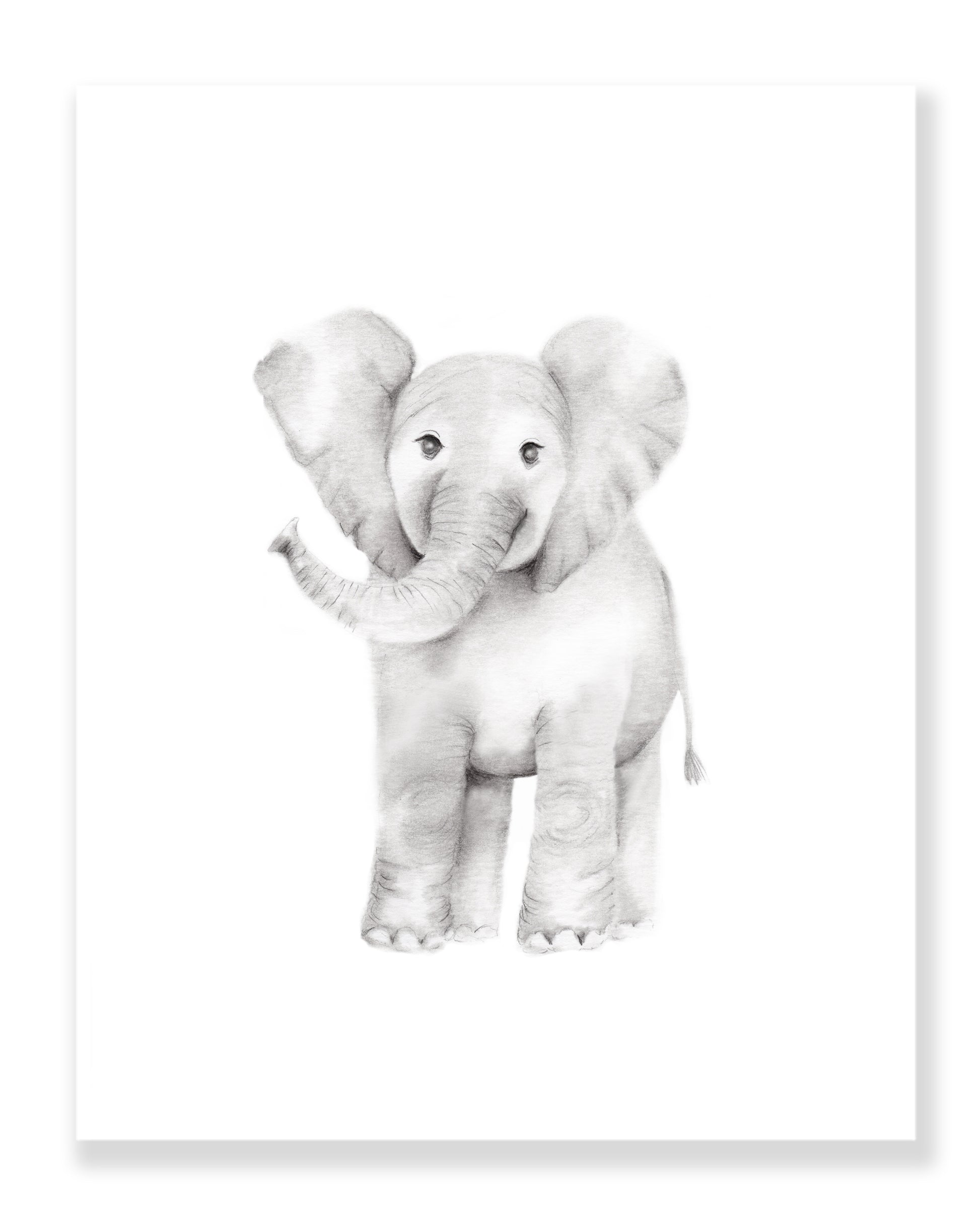 Elephant Pencil Drawing Print - Studio Q - Art by Nicky Quartermaine Scott
