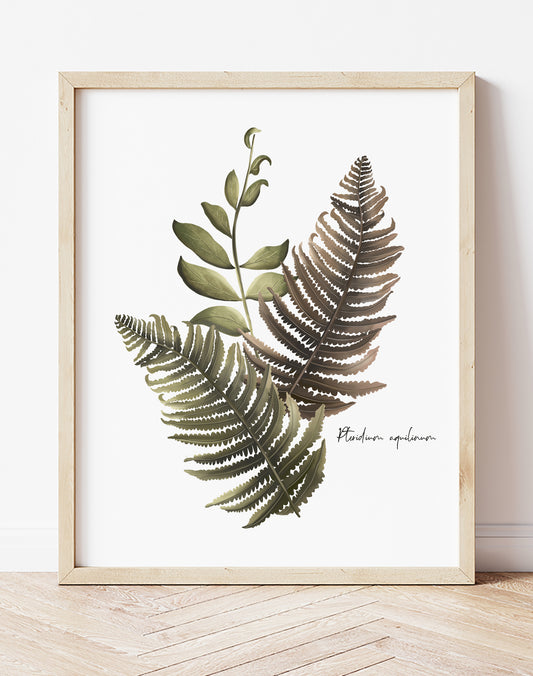 Fern Arrangement Wall Art Print - Studio Q - Art by Nicky Quartermaine Scott