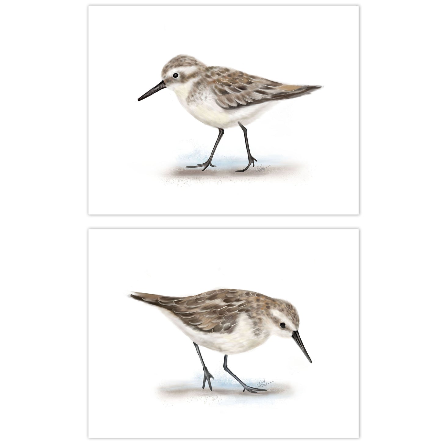 Sandpiper Bird Art Prints - Set of 2 - Studio Q - Art by Nicky Quartermaine Scott