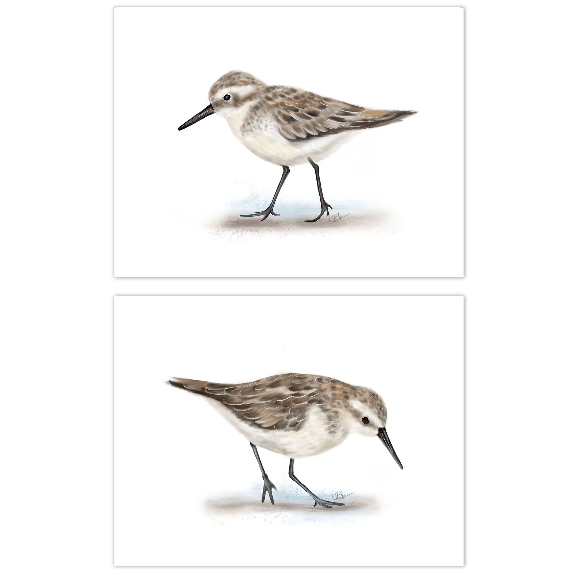 Sandpiper Bird Art Prints - Set of 2 - Studio Q - Art by Nicky Quartermaine Scott