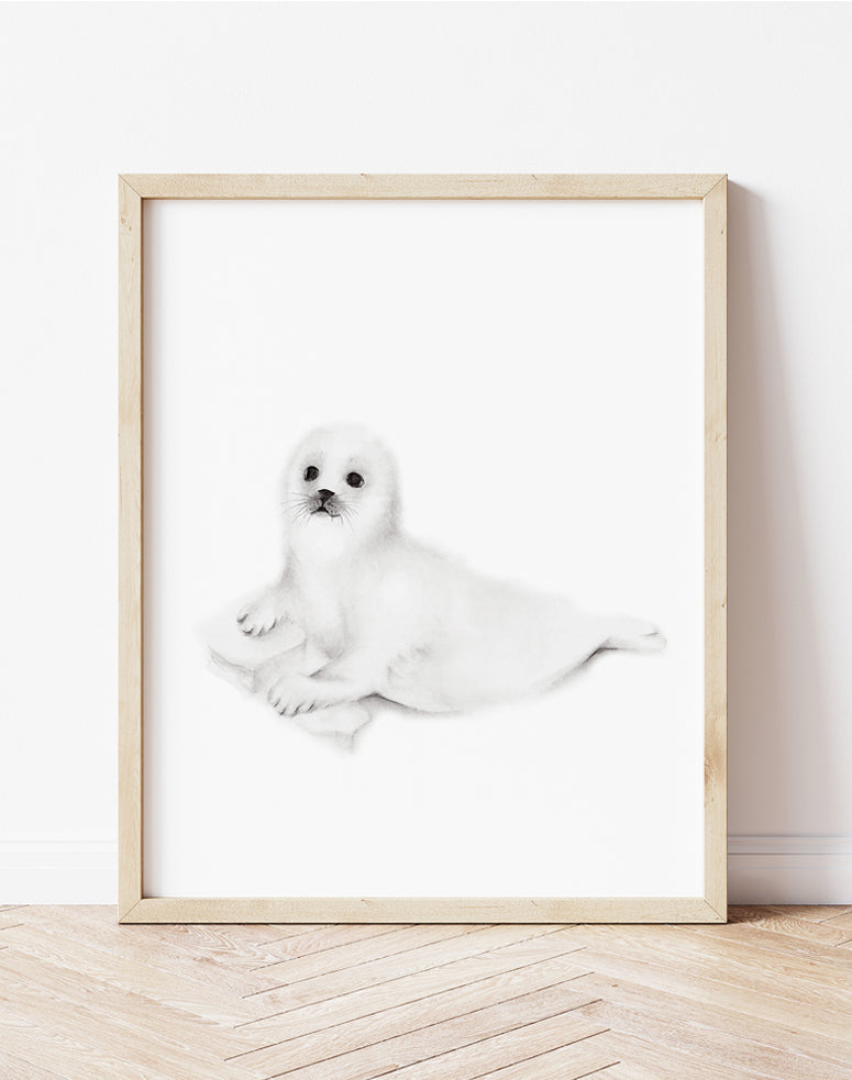 Baby Seal Cub Pencil Drawing Print - Studio Q - Art by Nicky Quartermaine Scott
