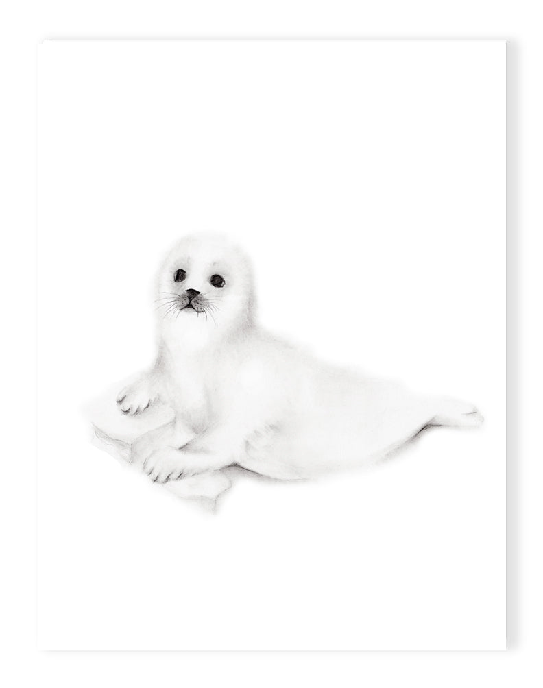 Baby Seal Cub Pencil Drawing Print - Studio Q - Art by Nicky Quartermaine Scott